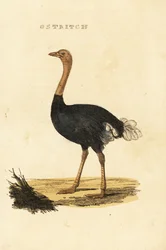 Gewone struisvogel, Struthio camelus