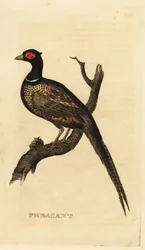 Gewone fazant, Phasianus colchicus