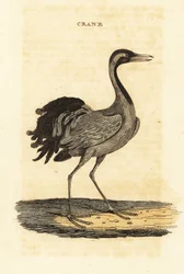 Demoiselle kraanvogel, Grus virgo