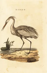 Grote zilverreiger, Ardea alba