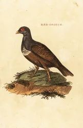Schots sneeuwhoen, Lagopus lagopus scotica