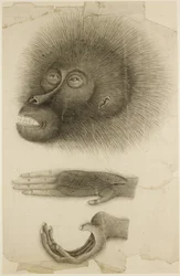Het hoofd en de handen van een orang-oetan, c.1818-30