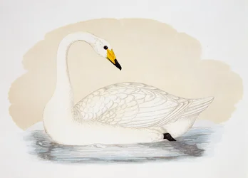 Wilde zwaan (Cygnus cygnus), gravure, Verenigd Koninkrijk