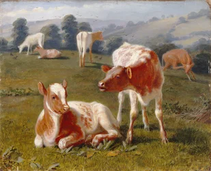 Kalfjes in een weide