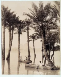 Een palmbos aan de voet van de piramides van Egypte - foto door de gebroeders Zangali, eind 19e eeuw