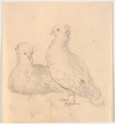Twee duiven