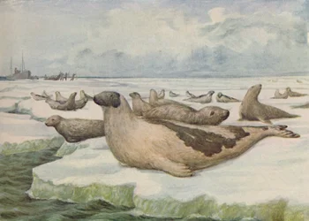 Zeehondenjacht, Newfoundland, 1916