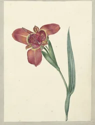 Bloem met de naam Ferraria Tigrina