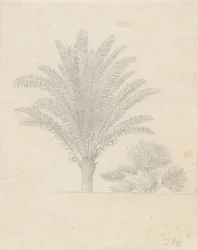Palmboom en bladgroep