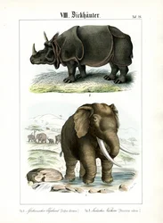 Afrikaanse olifant en Indische neushoorn