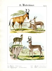 Afrikaanse herkauwers van de savanne