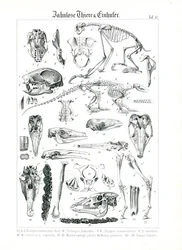 Anatomische illustratie van Edentaten en Equiden