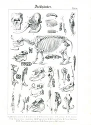 Anatomische illustratie van pachydermen