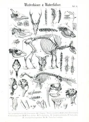 Anatomische illustratie van herkauwers en vinpotigen