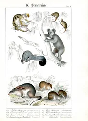 Australische buideldieren in hun natuurlijke omgeving