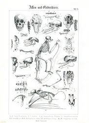 Vergelijkende anatomie van primaten en vleermuizen