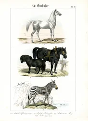Paarden: Paarden en zebra