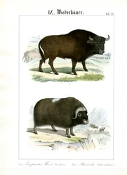 Europese bizon en muskusos