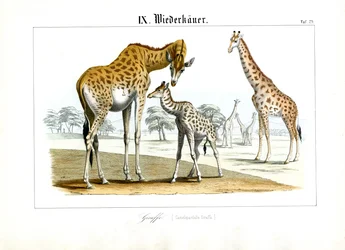 Giraffen in de Afrikaanse savanne