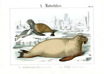 Zeezoogdieren van poolgebieden