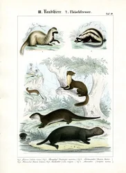 Marters en Otterachtigen