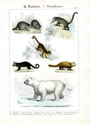 Kleine carnivoren en ijsberen