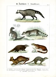 Diverse carnivoren uit de Civet- en Mongoosefamilie