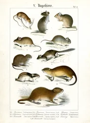 Diverse soorten knaagdieren