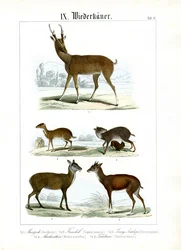 Diverse kleine herkauwers uit Azië