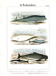 Walvissen en dolfijnen in hun mariene habitat
