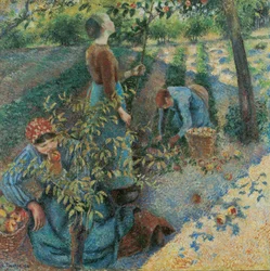 Appels plukken