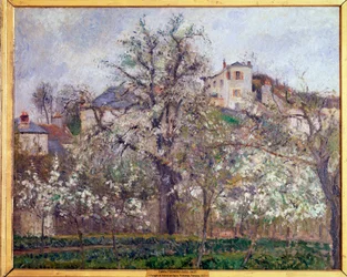 Lente, pruimenbloesems in Pontoise
