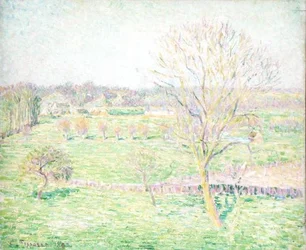 Een veld met een walnotenboom in de lente