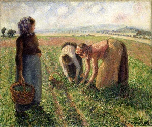 Erwtenoogst, Eragny, 1893