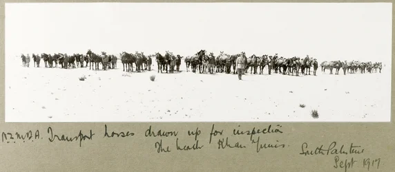N.Z.M.F.A. transportpaarden opgesteld voor inspectie op het strand, Khan Yunis, september 1917