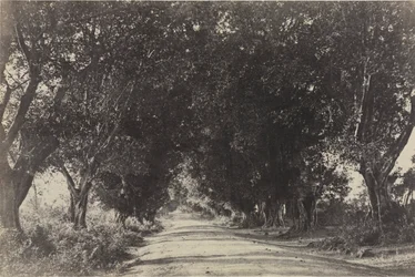 Laan van de Banianbomen, Seringham, India, 1858