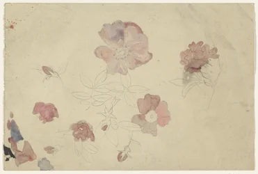 Bloemenstudies in paars en roze