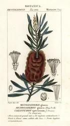 Albany flesborstel, Callistemon speciosus