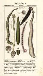 Visbloedzuiger en zoetwaterbloedzuigers: Branchiobdellida, Pontobdella spinosa, Whitmania laevis, Hirudo vittata, Piscicola geometra, Ichthyobdella geometra, Geobdella trochetii