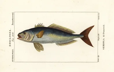Grotere amberjack, Seriola dumerili