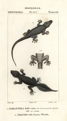 Huisgekko, Hemidactylus frenatus 1, en breedstaartgekko, Phyllurus platurus 2