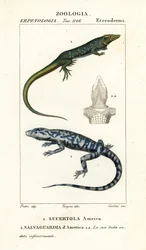 Jungle-renner, Ameiva ameiva, Lucertola ameiva 1 en gouden teju, Tupinambis teguixin, Salvaguardia d