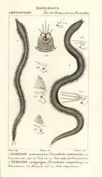 Leodice antennata, Nereidonta antennata 1, en Eunice sanguinea, Nereidonta sanguinea 2
