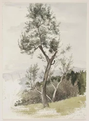 Bomen op een berghelling
