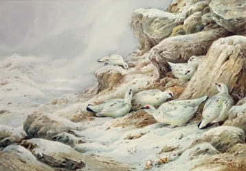 Sneeuwhoen in een met sneeuw bedekt landschap