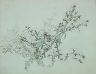Studie van een bloeiende distel, 1846