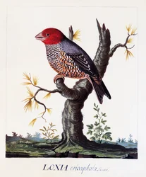 Loxia erythrocephala (Amadina erythrocephala), Roodkopvink, aquarel