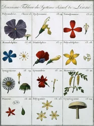 Tweede Tabel van het Linneaanse Planten Seksuele Systeem