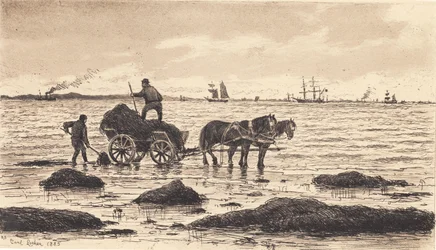 Boeren rijden zeewier
