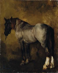 Paardenstudie